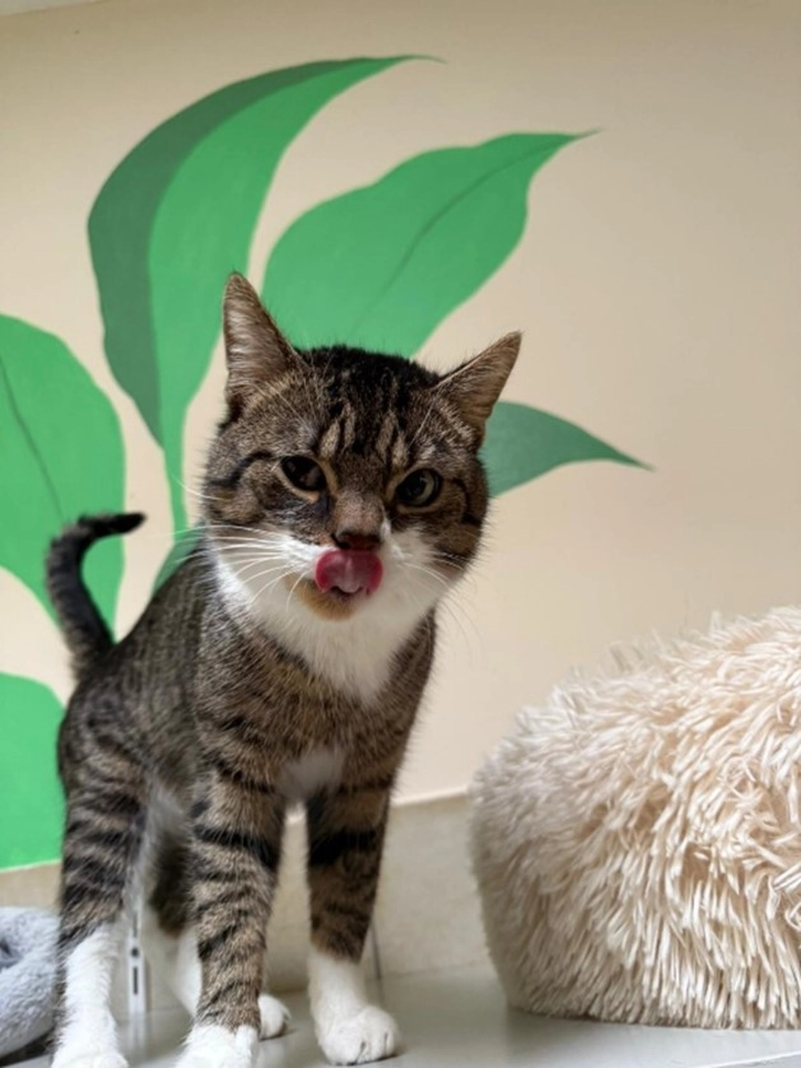 Hündinnen von Tierschutzverein Pforzheim und Umgebung e.V