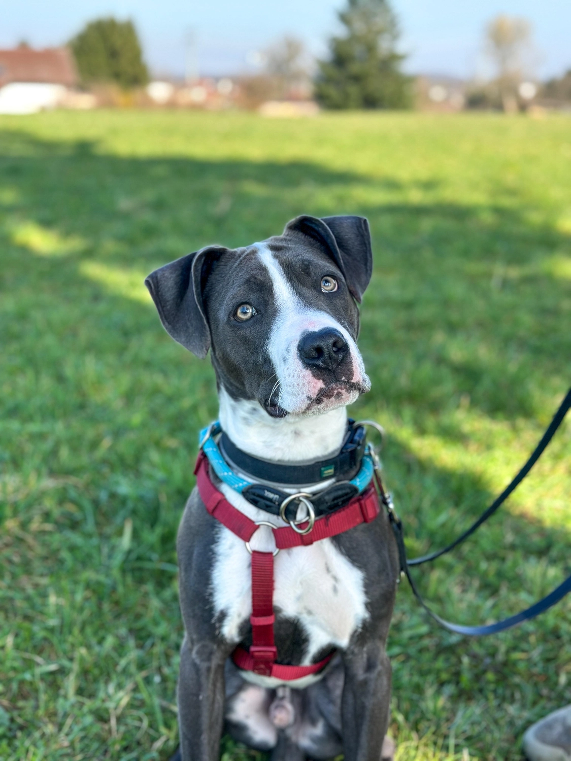 Hund von Tierschutzverein Pforzheim und Umgebung e.V