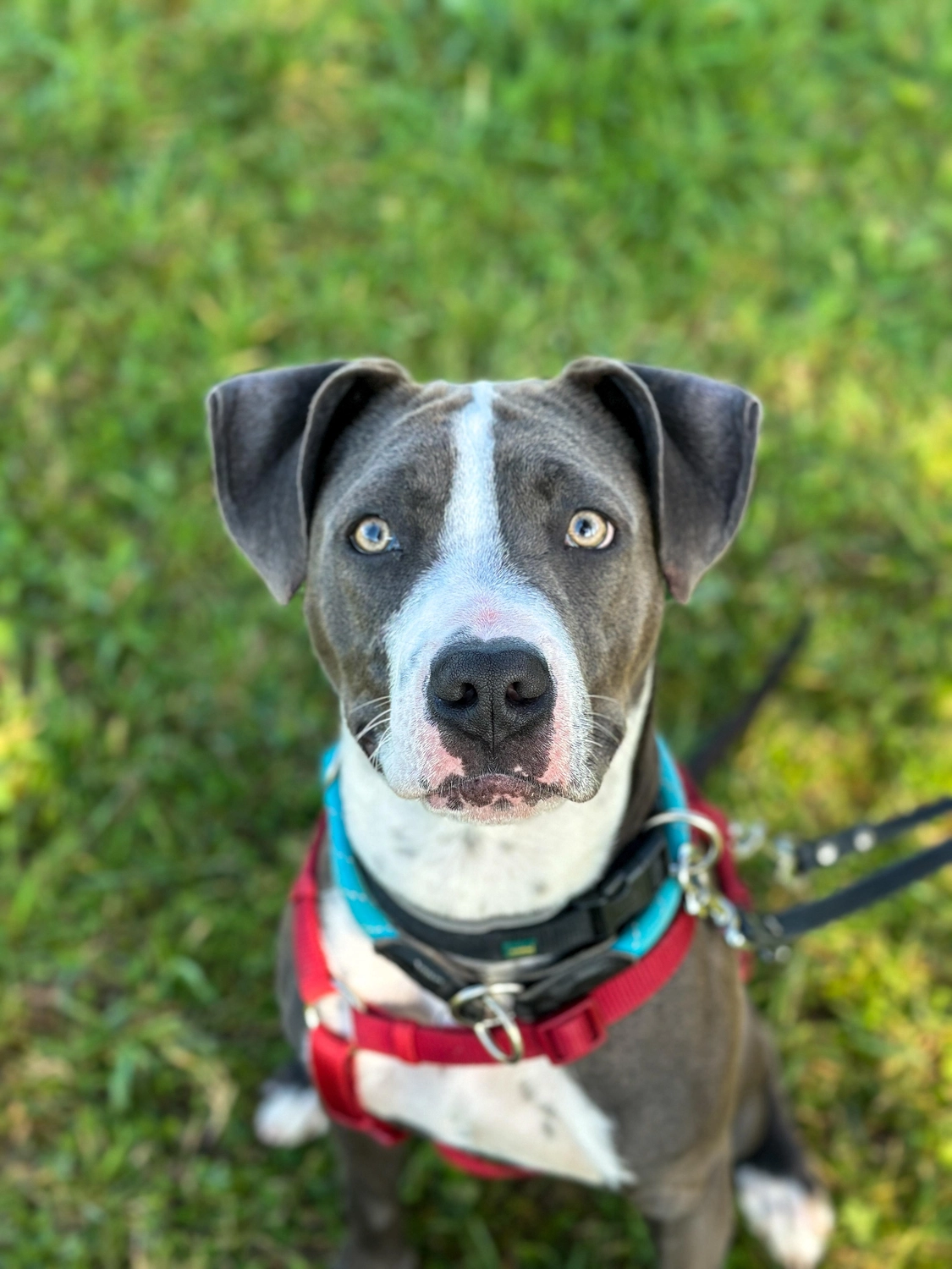 Hund von Tierschutzverein Pforzheim und Umgebung e.V