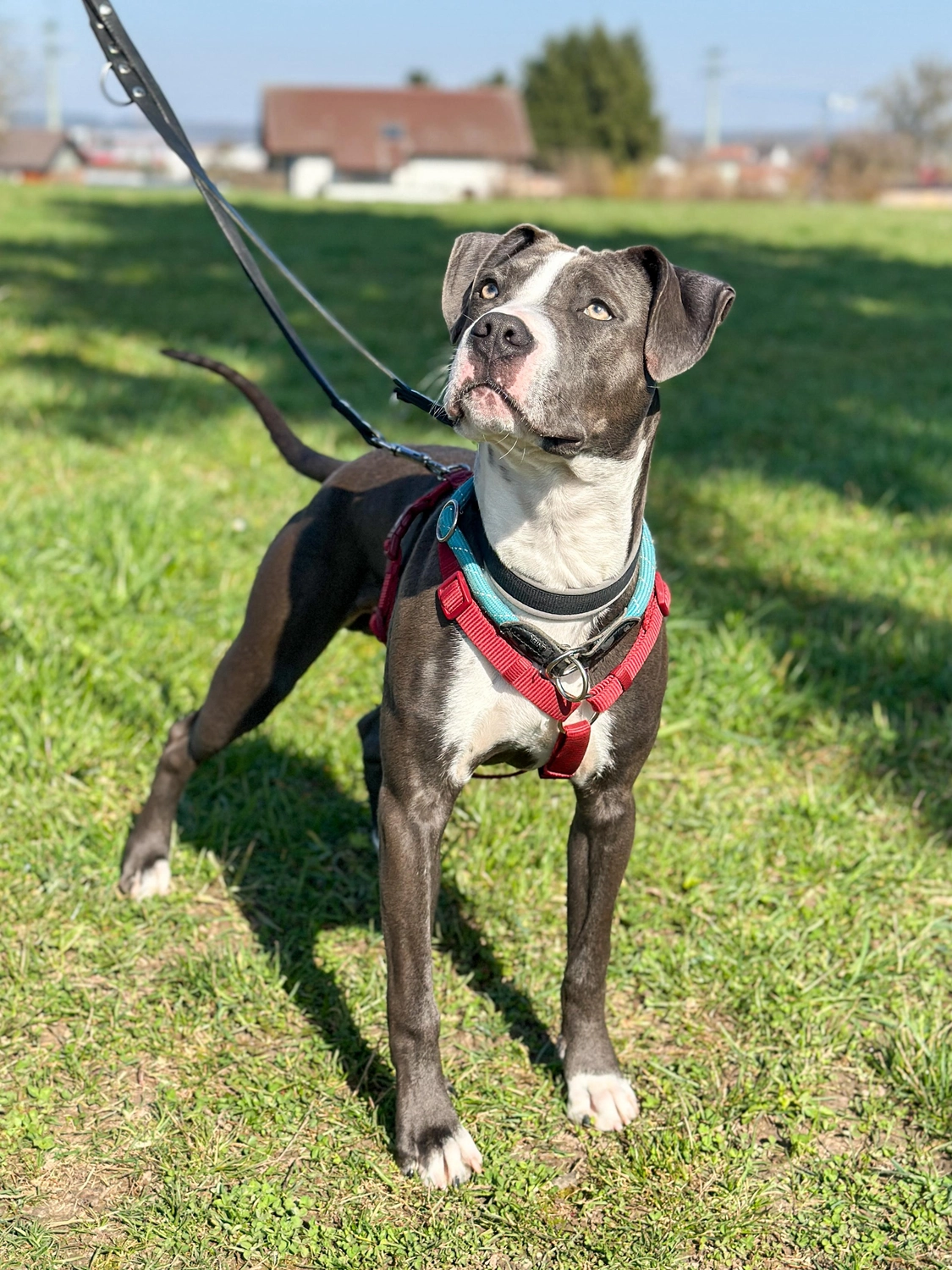 Hund von Tierschutzverein Pforzheim und Umgebung e.V