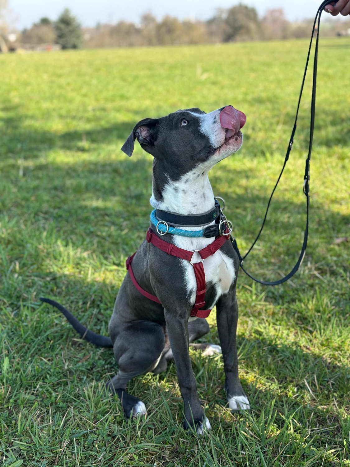 Hund von Tierschutzverein Pforzheim und Umgebung e.V