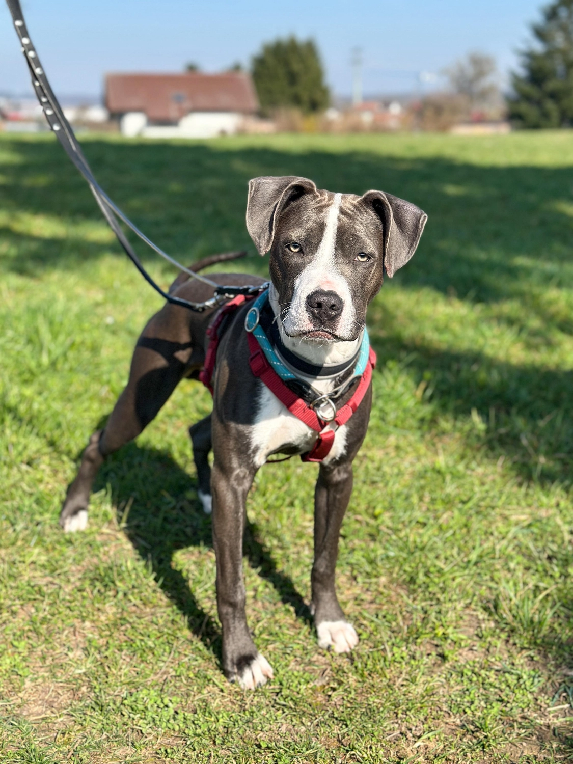 Hund von Tierschutzverein Pforzheim und Umgebung e.V