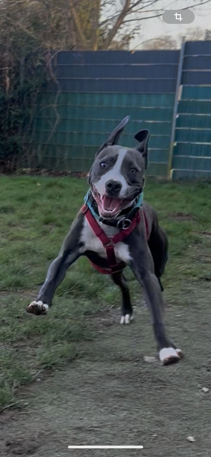 Hund von Tierschutzverein Pforzheim und Umgebung e.V