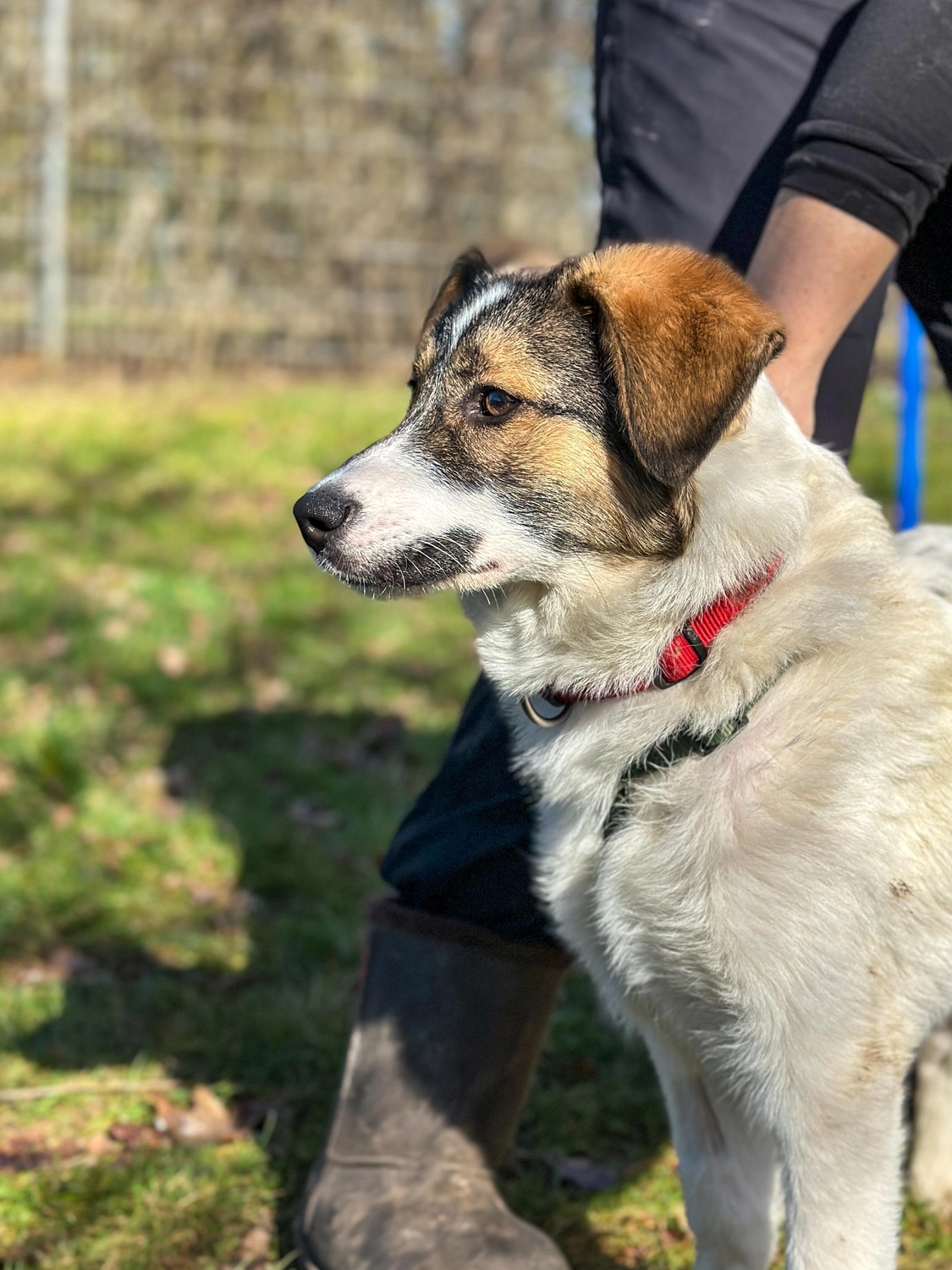 Hund von Tierschutzverein Pforzheim und Umgebung e.V