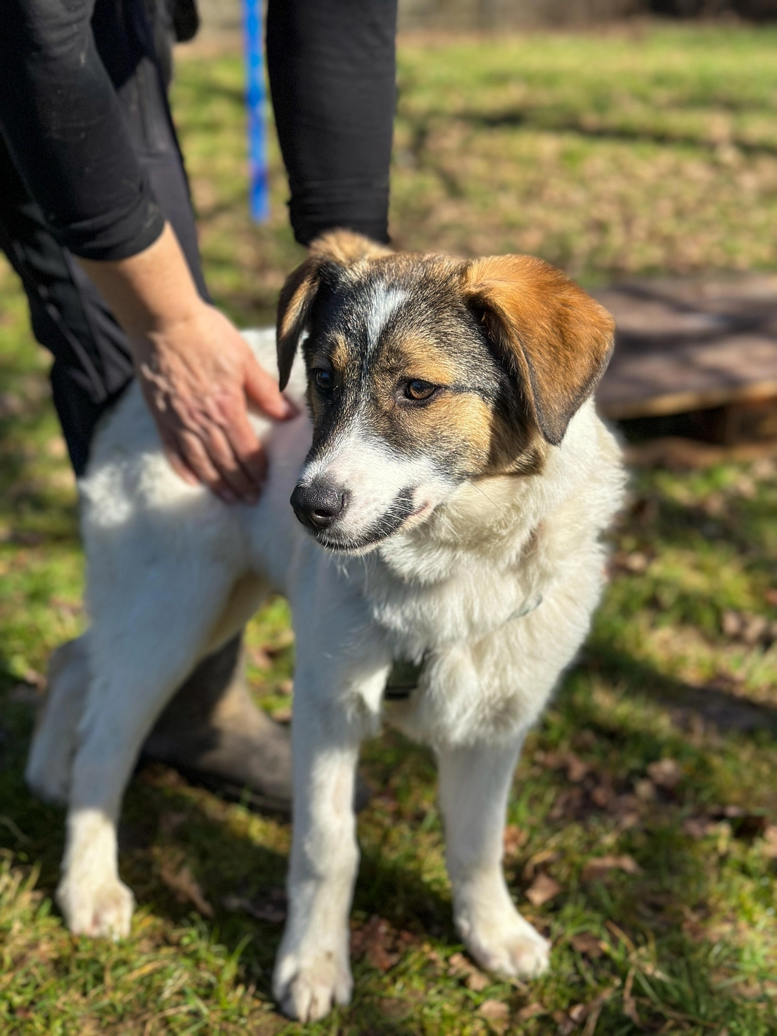 Hund von Tierschutzverein Pforzheim und Umgebung e.V
