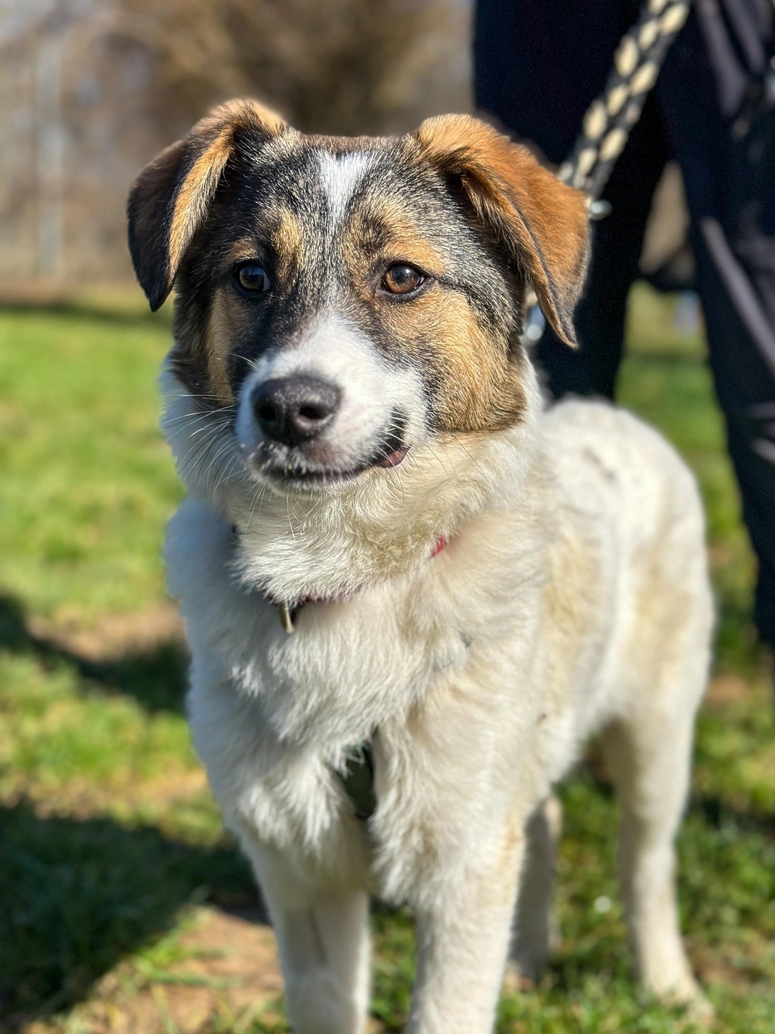Hund von Tierschutzverein Pforzheim und Umgebung e.V