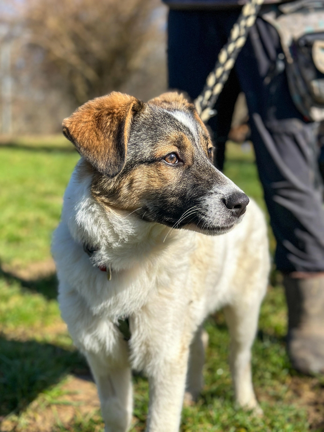 Hund von Tierschutzverein Pforzheim und Umgebung e.V