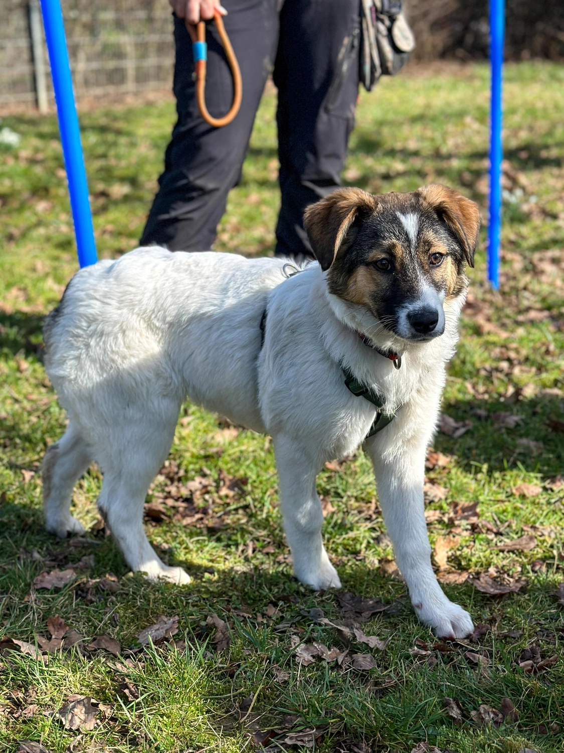 Hund von Tierschutzverein Pforzheim und Umgebung e.V