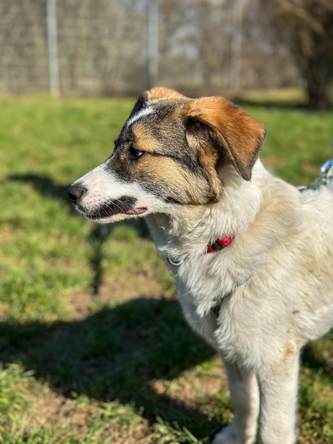 Hund von Tierschutzverein Pforzheim und Umgebung e.V