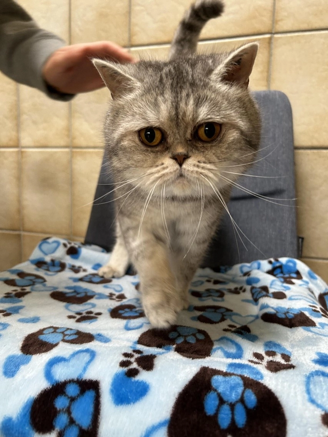 Hündinnen von Tierschutzverein Pforzheim und Umgebung e.V