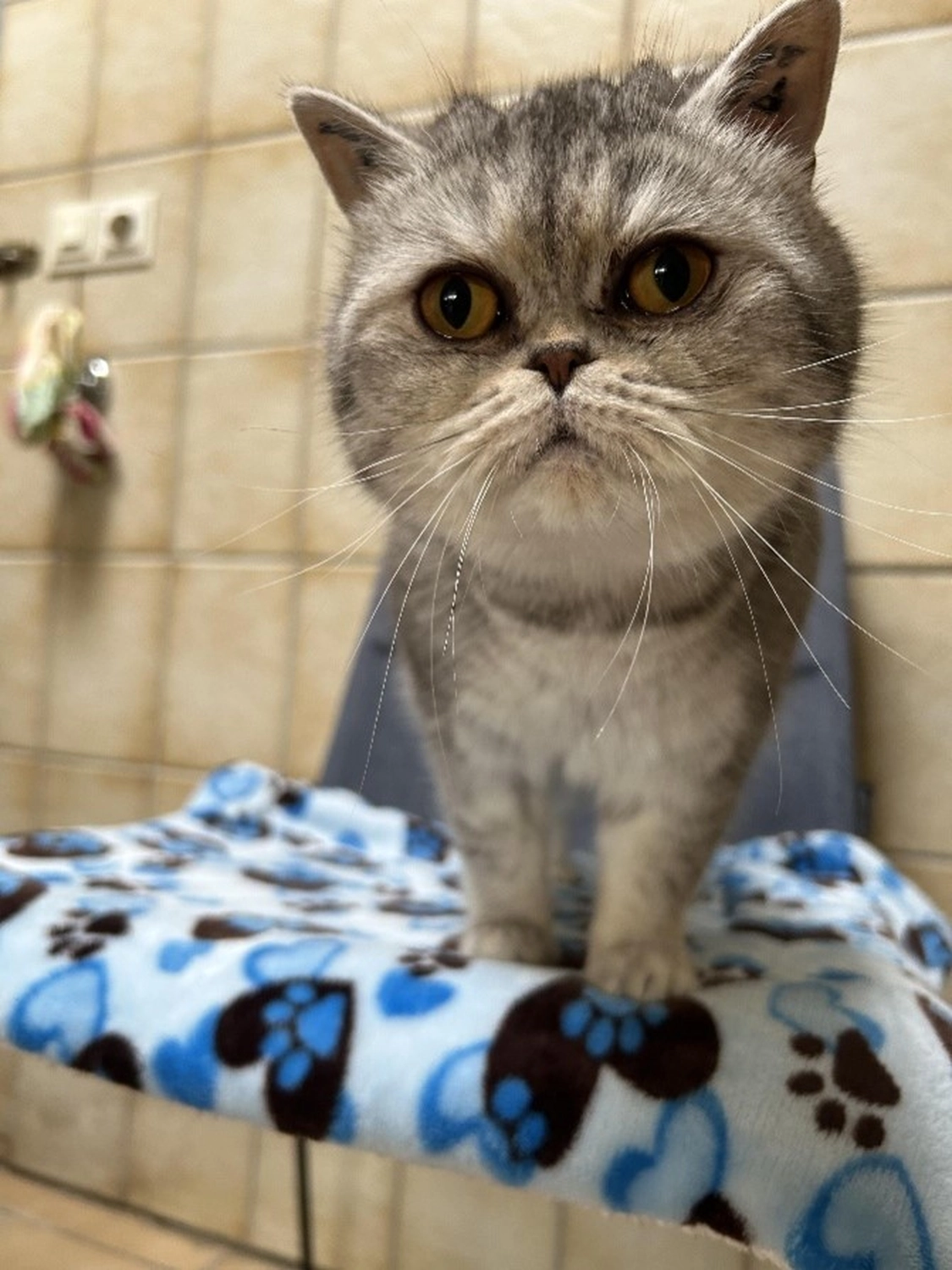 Hündinnen von Tierschutzverein Pforzheim und Umgebung e.V