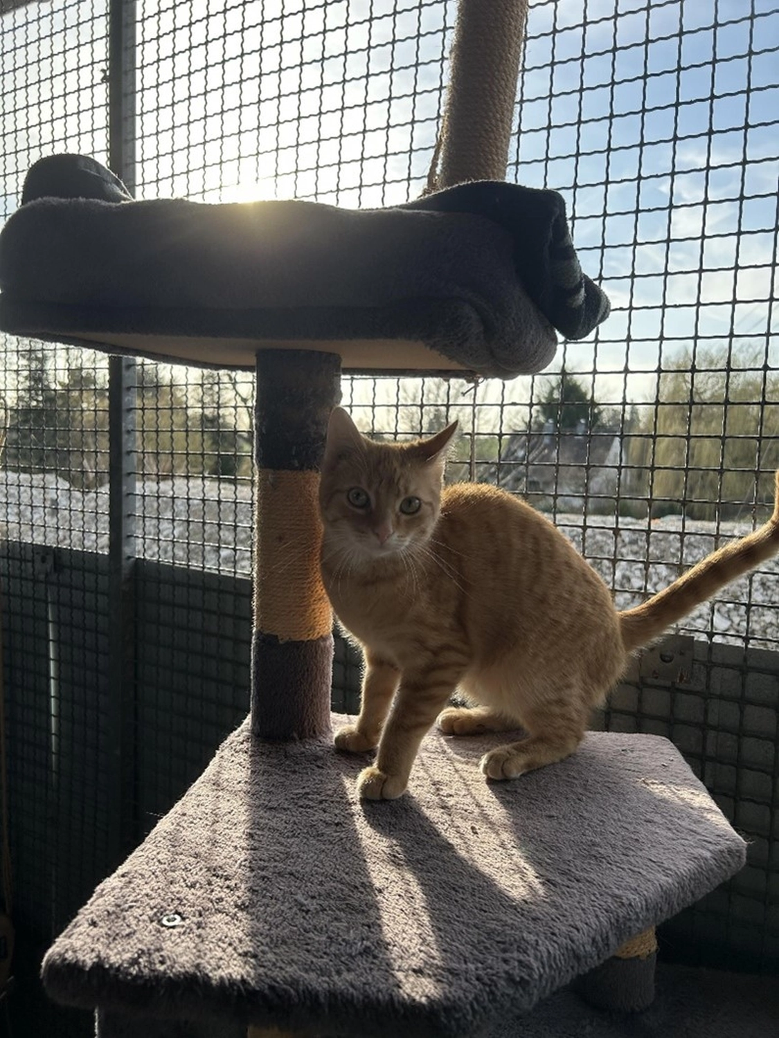 Hündinnen von Tierschutzverein Pforzheim und Umgebung e.V