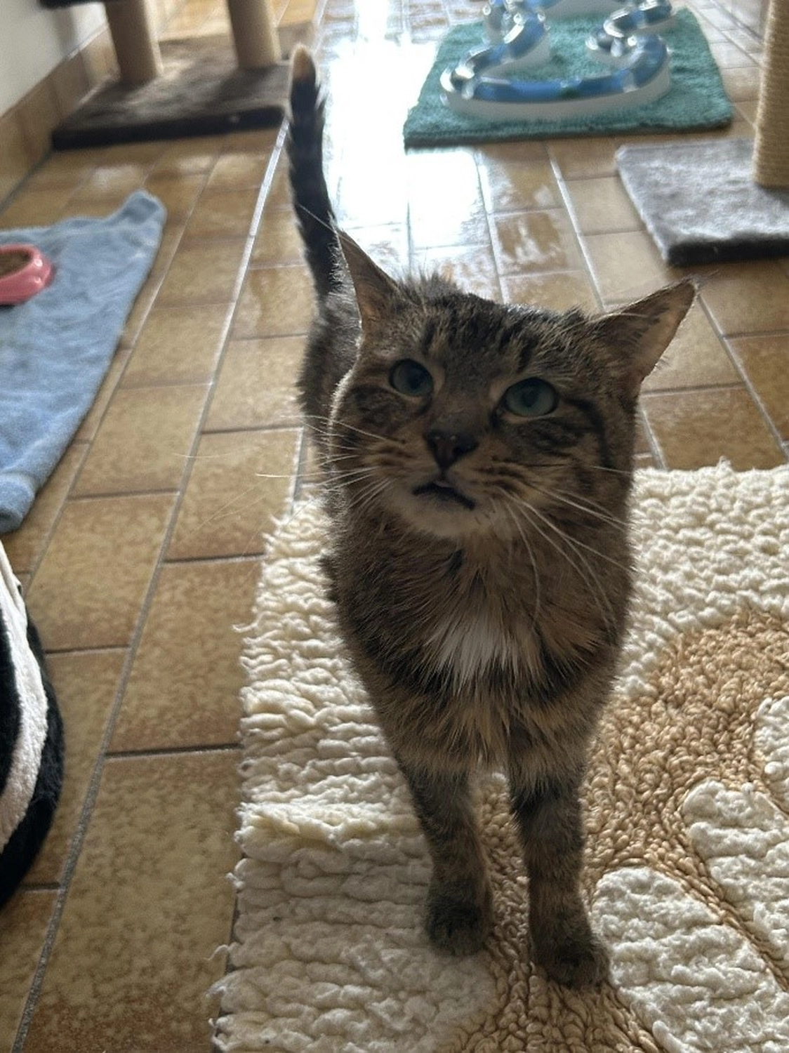 Hündinnen von Tierschutzverein Pforzheim und Umgebung e.V