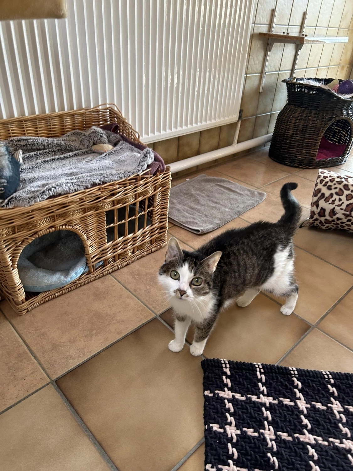 Hündinnen von Tierschutzverein Pforzheim und Umgebung e.V