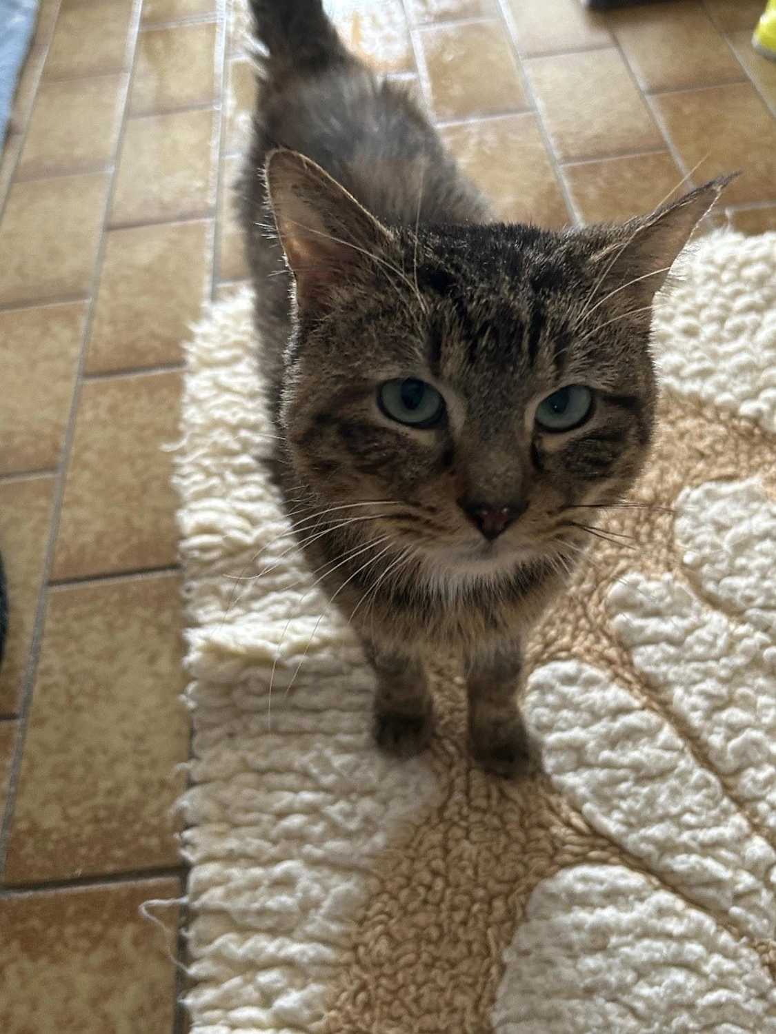 Hündinnen von Tierschutzverein Pforzheim und Umgebung e.V