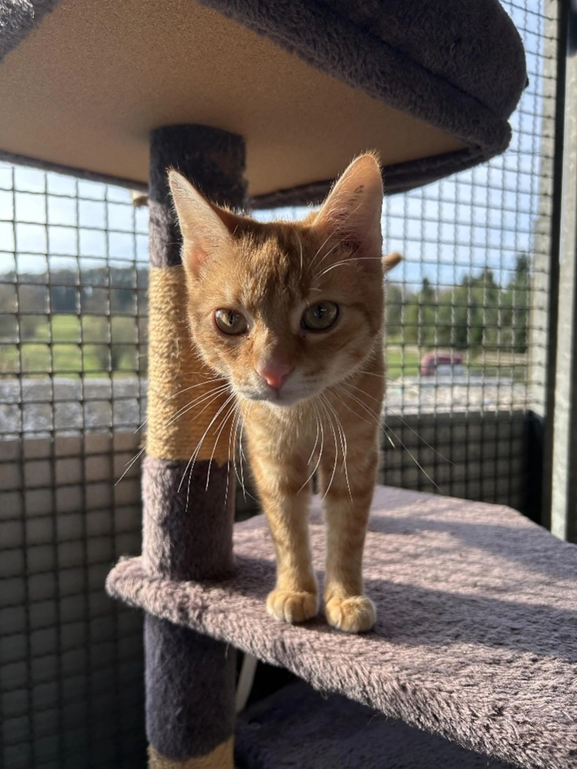 Hündinnen von Tierschutzverein Pforzheim und Umgebung e.V