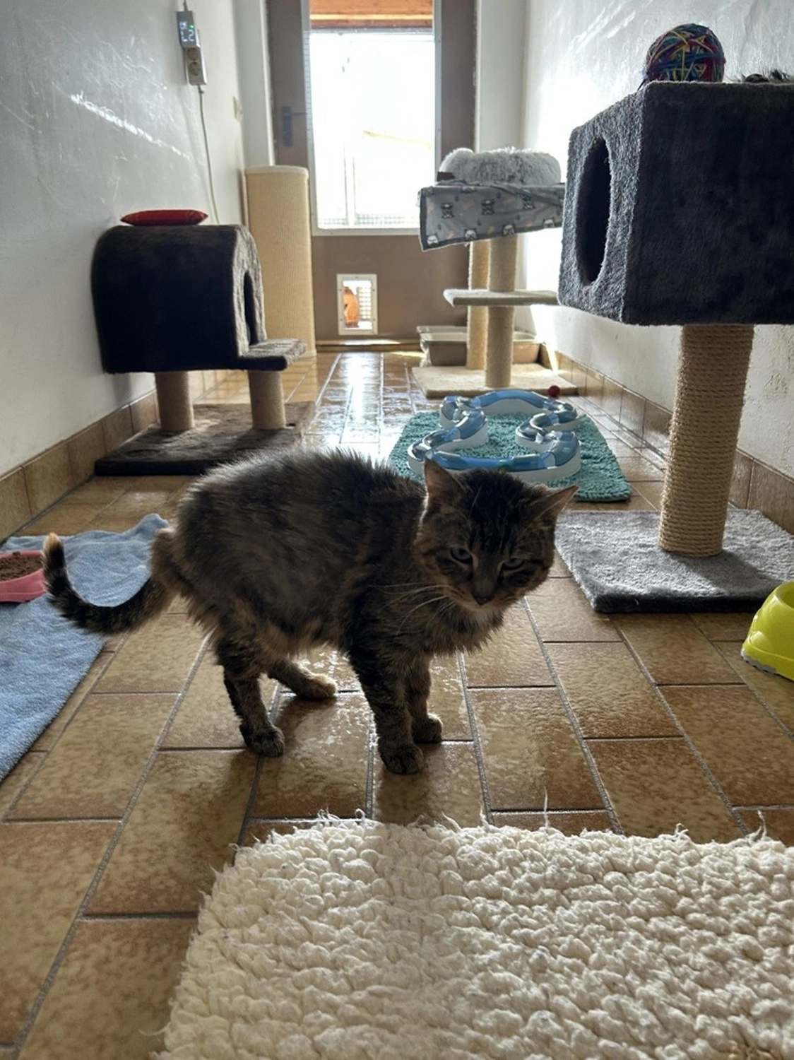 Hündinnen von Tierschutzverein Pforzheim und Umgebung e.V