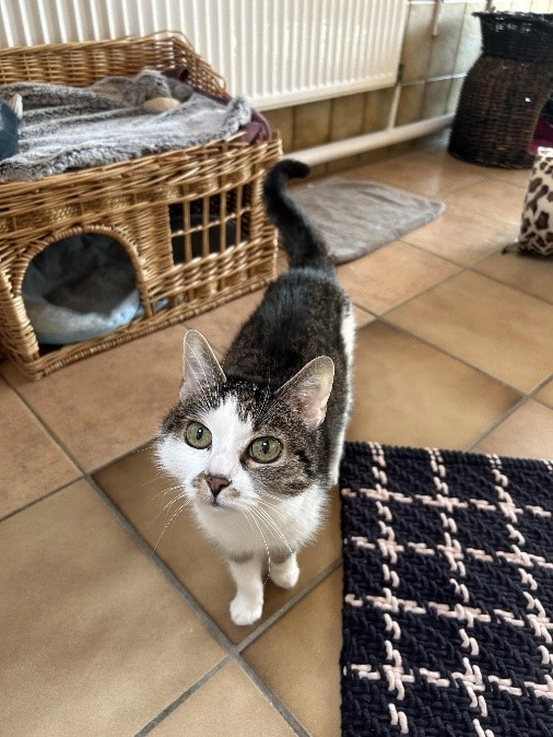 Hündinnen von Tierschutzverein Pforzheim und Umgebung e.V