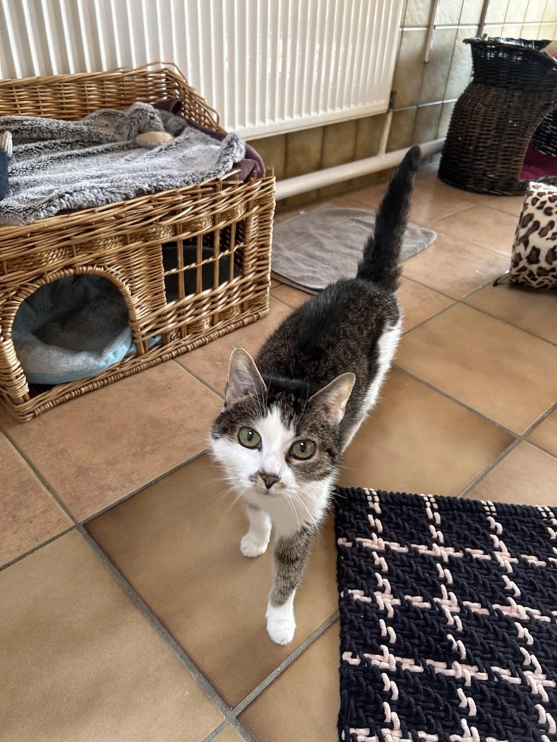 Hündinnen von Tierschutzverein Pforzheim und Umgebung e.V