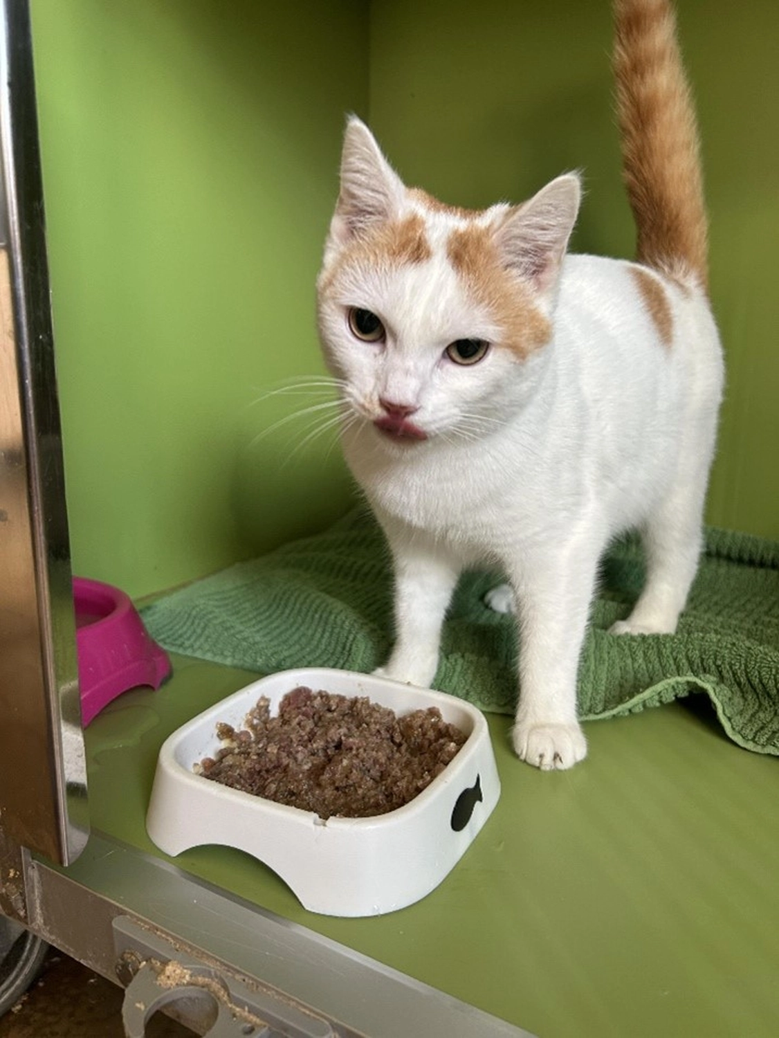 Hündinnen von Tierschutzverein Pforzheim und Umgebung e.V