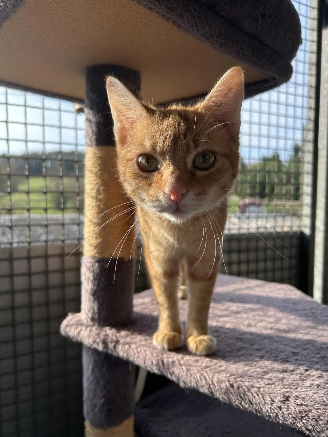 Hündinnen von Tierschutzverein Pforzheim und Umgebung e.V