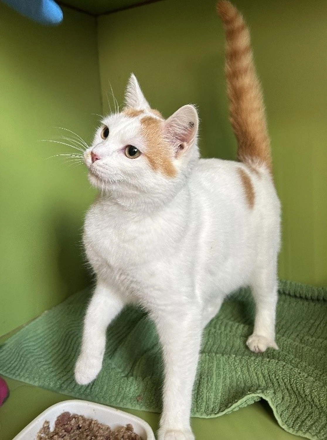 Hündinnen von Tierschutzverein Pforzheim und Umgebung e.V