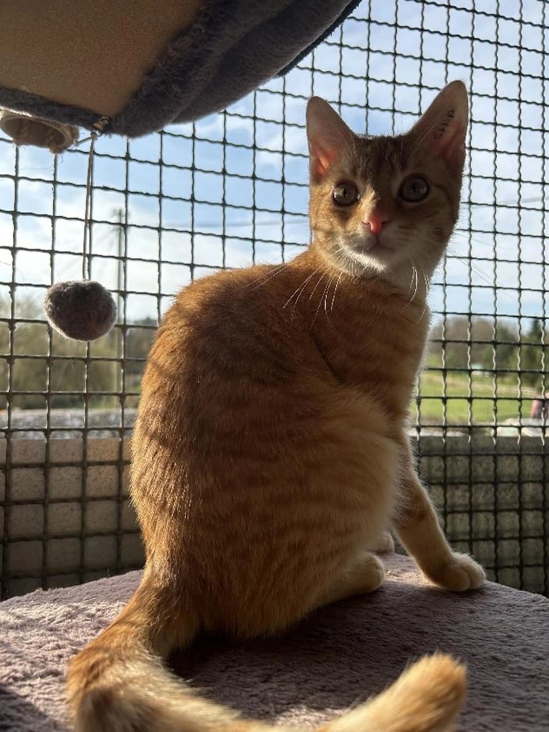 Hündinnen von Tierschutzverein Pforzheim und Umgebung e.V