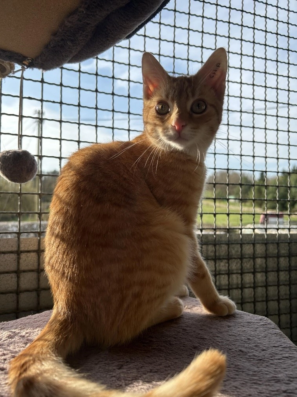 Hündinnen von Tierschutzverein Pforzheim und Umgebung e.V