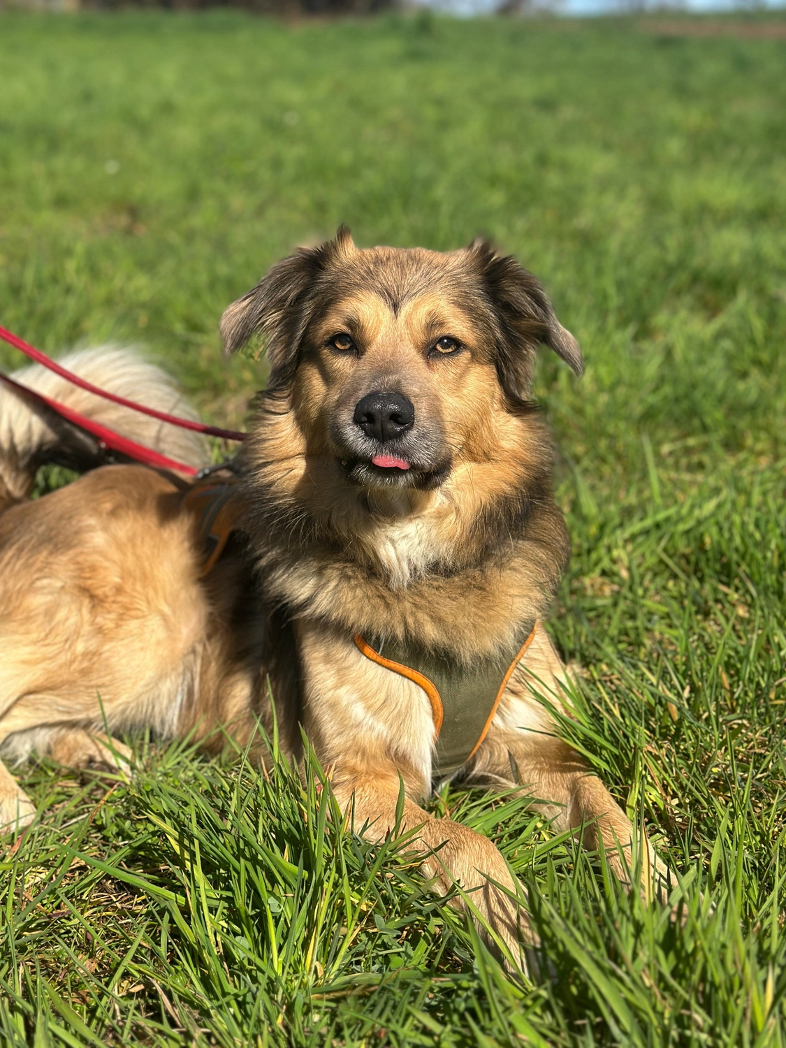 Hund von Tierschutzverein Pforzheim und Umgebung e.V