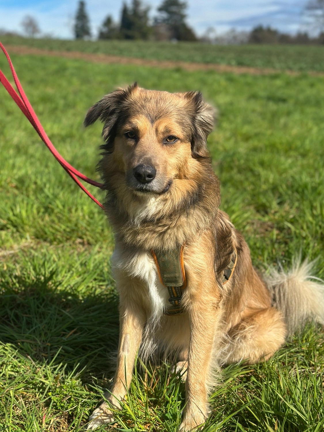 Hund von Tierschutzverein Pforzheim und Umgebung e.V