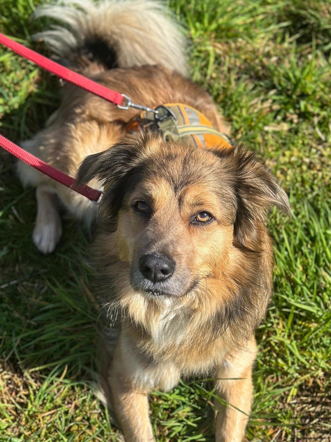 Hund von Tierschutzverein Pforzheim und Umgebung e.V