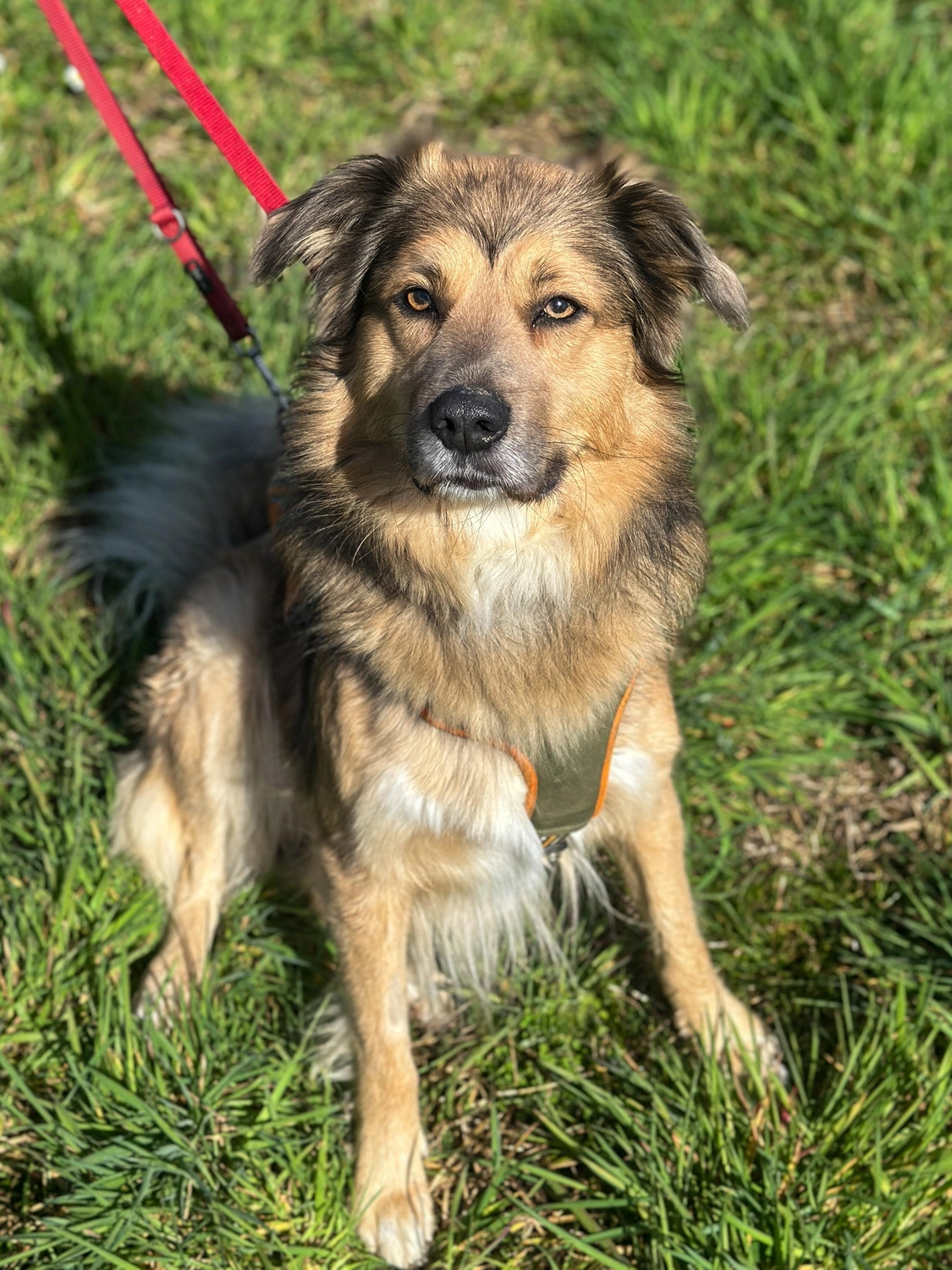 Hund von Tierschutzverein Pforzheim und Umgebung e.V