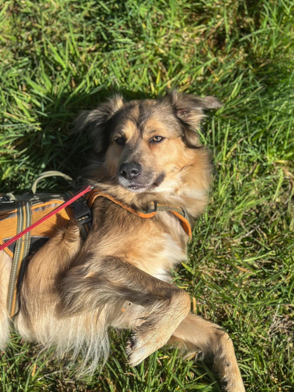 Hund von Tierschutzverein Pforzheim und Umgebung e.V