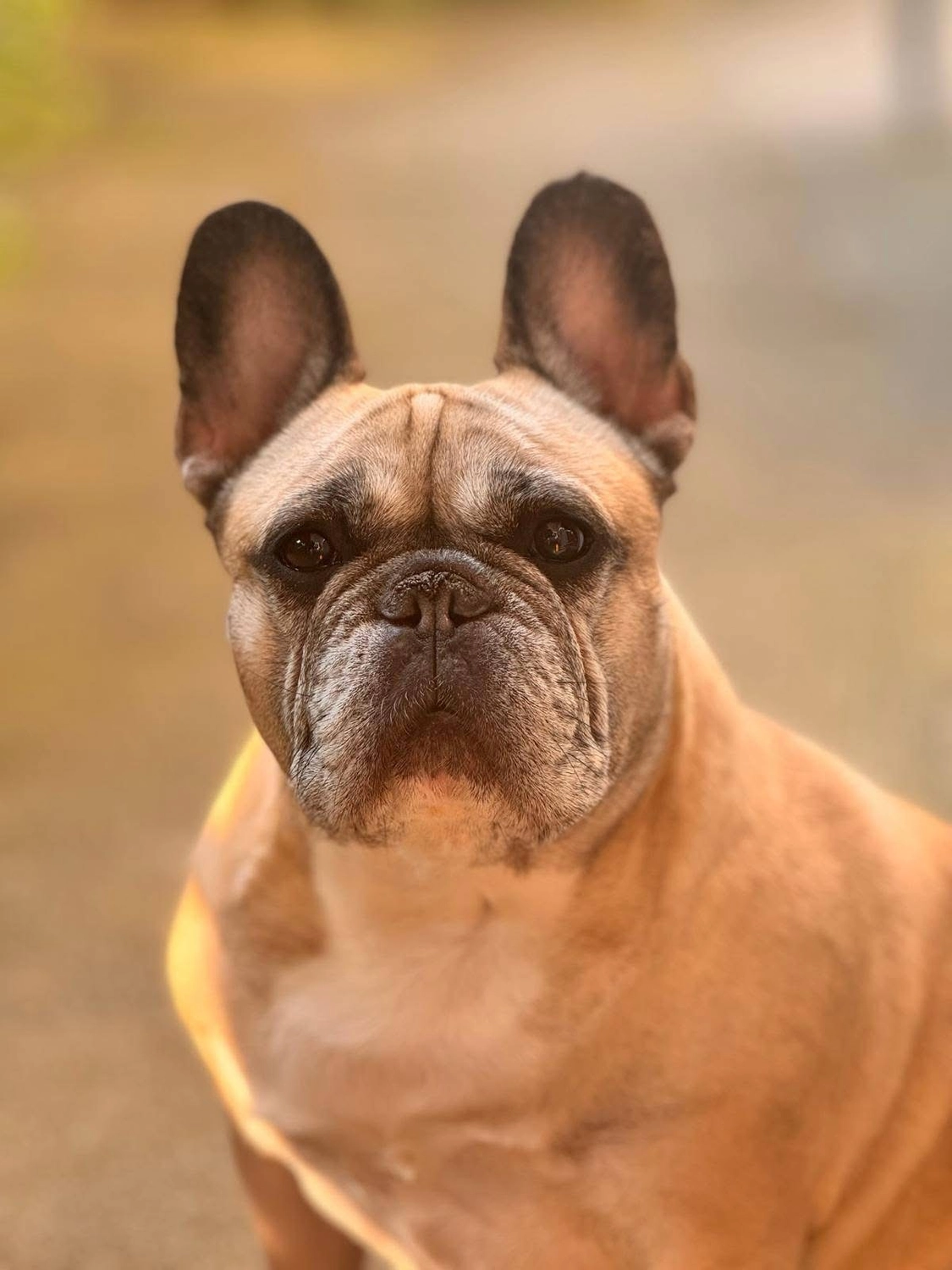 Hund von Tierschutzverein Pforzheim und Umgebung e.V