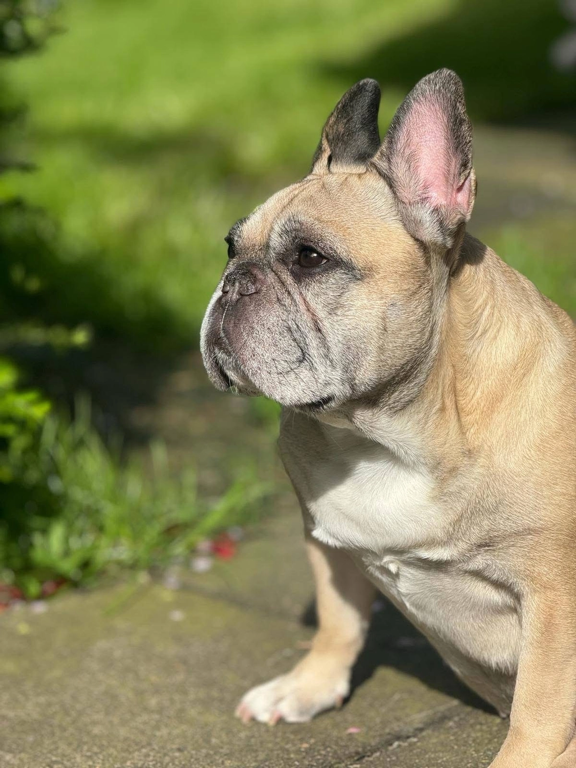 Hund von Tierschutzverein Pforzheim und Umgebung e.V