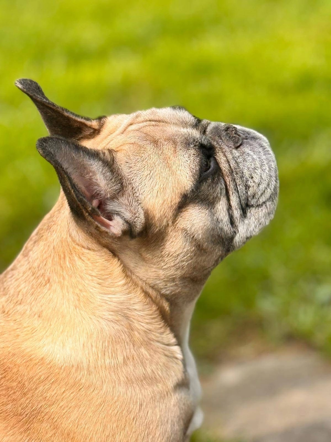 Hund von Tierschutzverein Pforzheim und Umgebung e.V