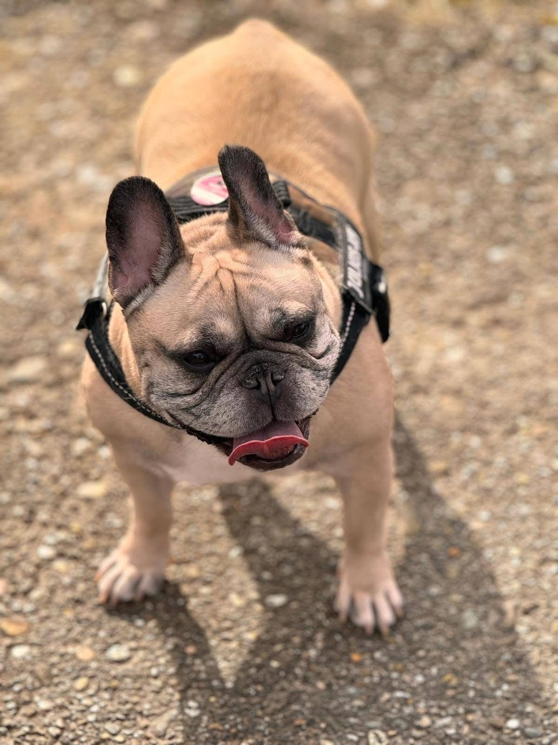 Hund von Tierschutzverein Pforzheim und Umgebung e.V