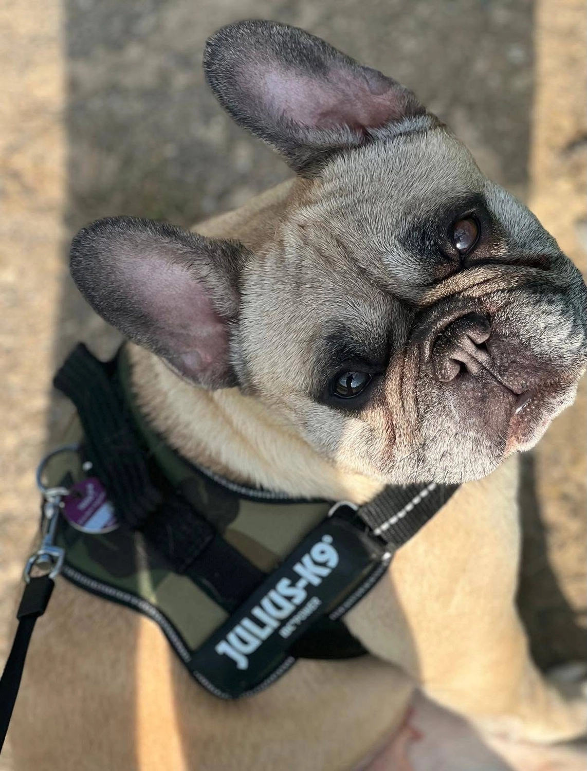 Hund von Tierschutzverein Pforzheim und Umgebung e.V