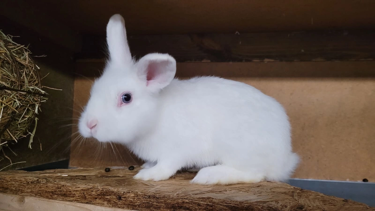 Kaninchen von Tierschutzverein Pforzheim und Umgebung e.V
