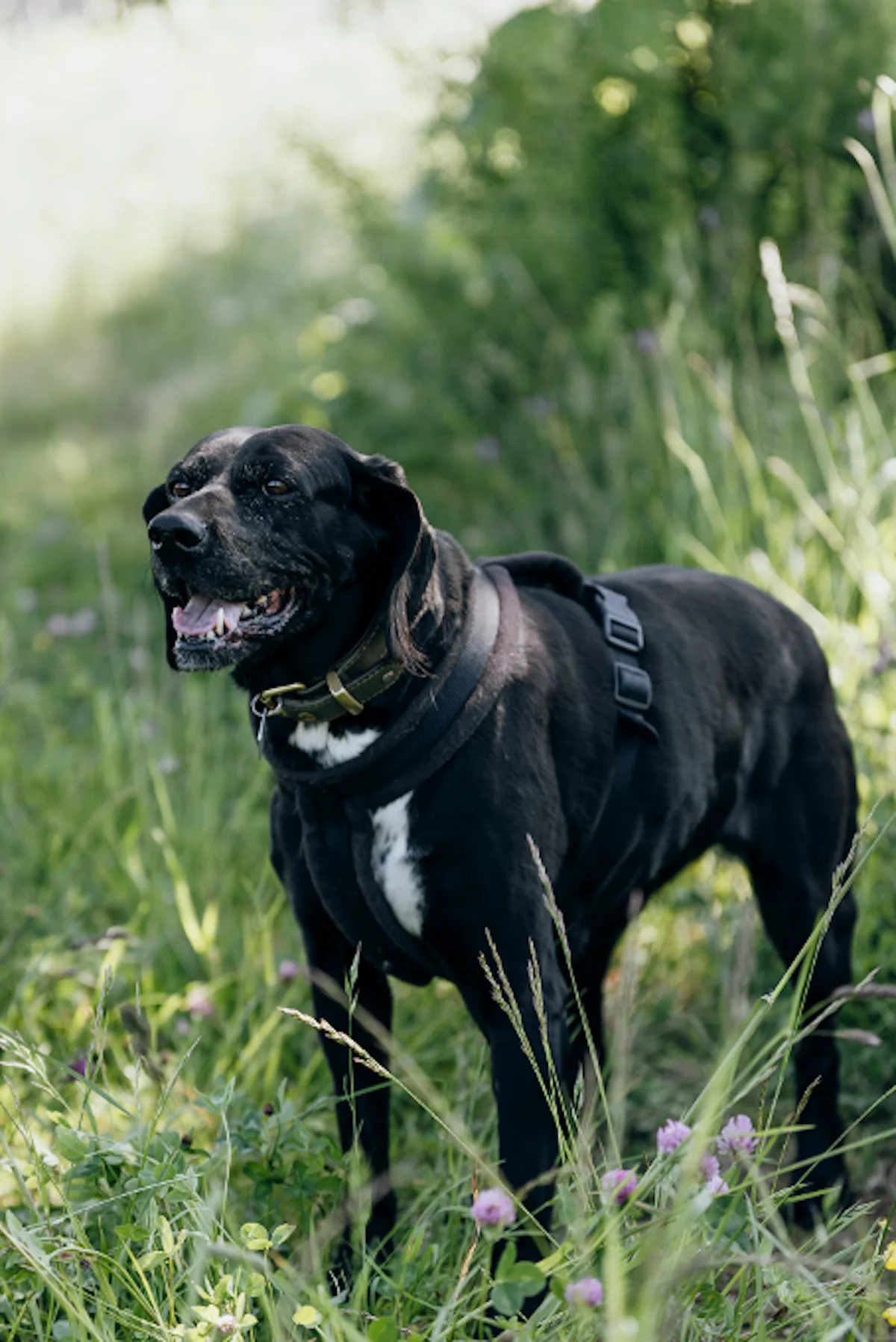 Hund von Tierschutzverein Pforzheim und Umgebung e.V