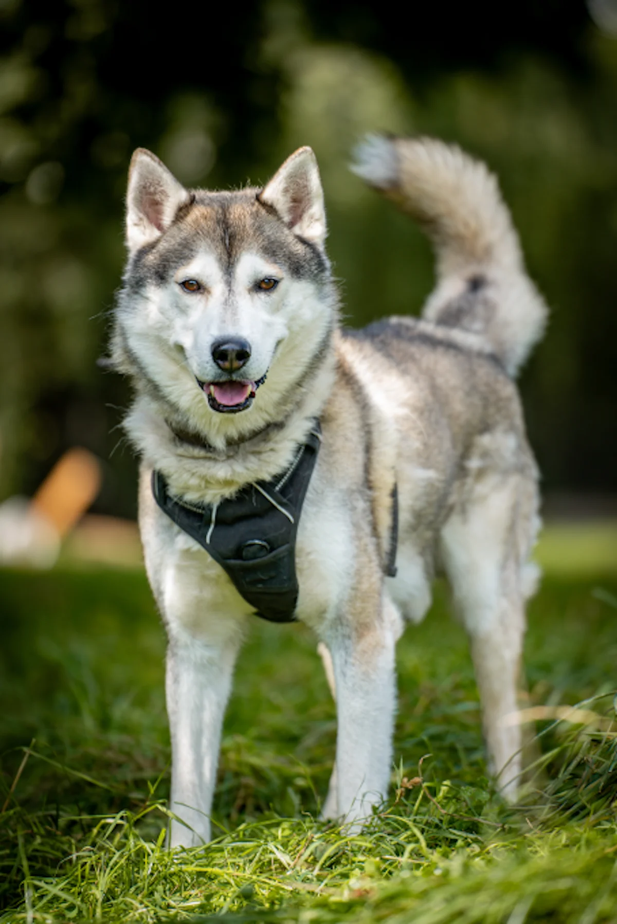 Hati - Husky-Rüde im Tierheim Pforzheim