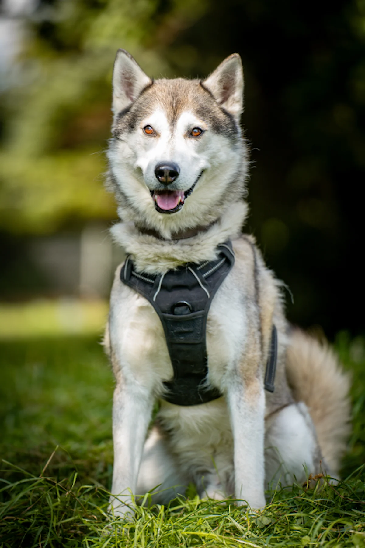 Hati - Husky-Rüde im Tierheim Pforzheim