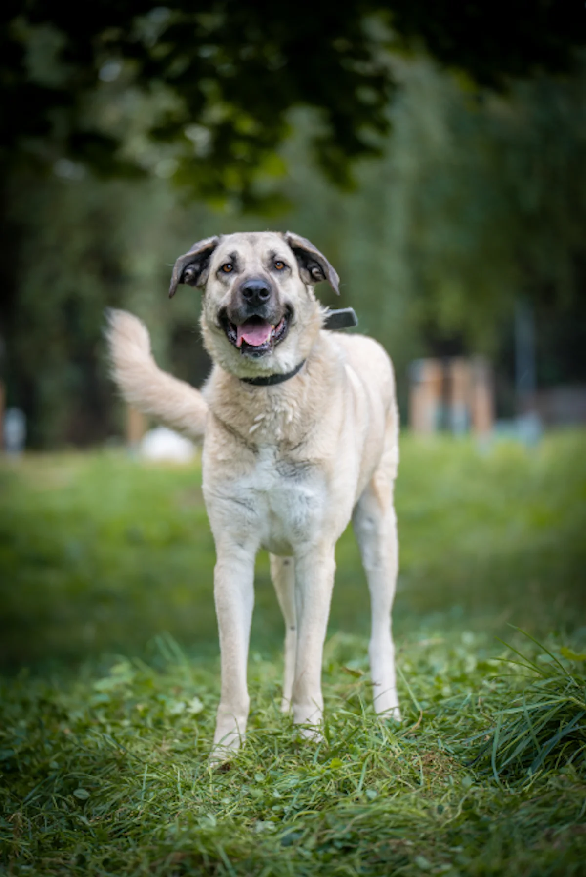 Izmir - Kangal-Hündin im Tierheim Pforzheim