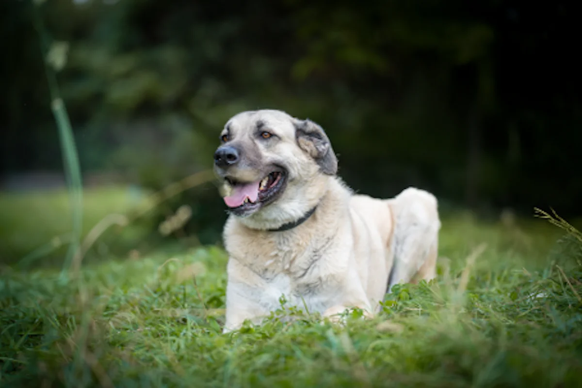 Izmir - Kangal-Hündin im Tierheim Pforzheim