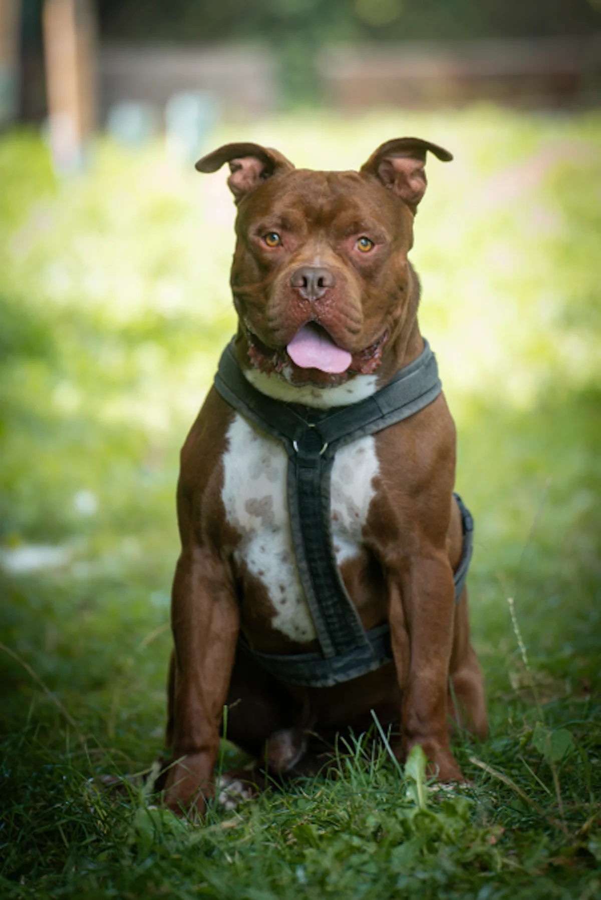 Karl - American-Staffordshire-Mischling im Tierheim Pforzheim