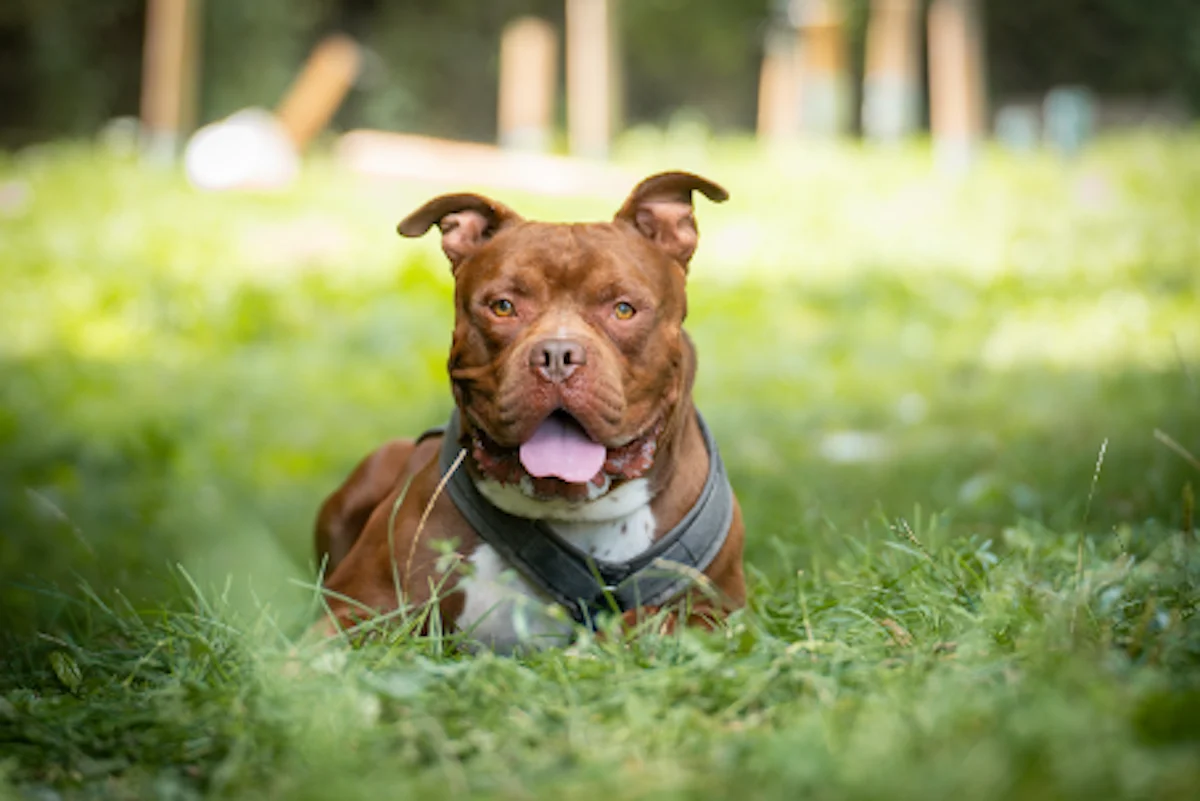 Karl - American-Staffordshire-Mischling im Tierheim Pforzheim