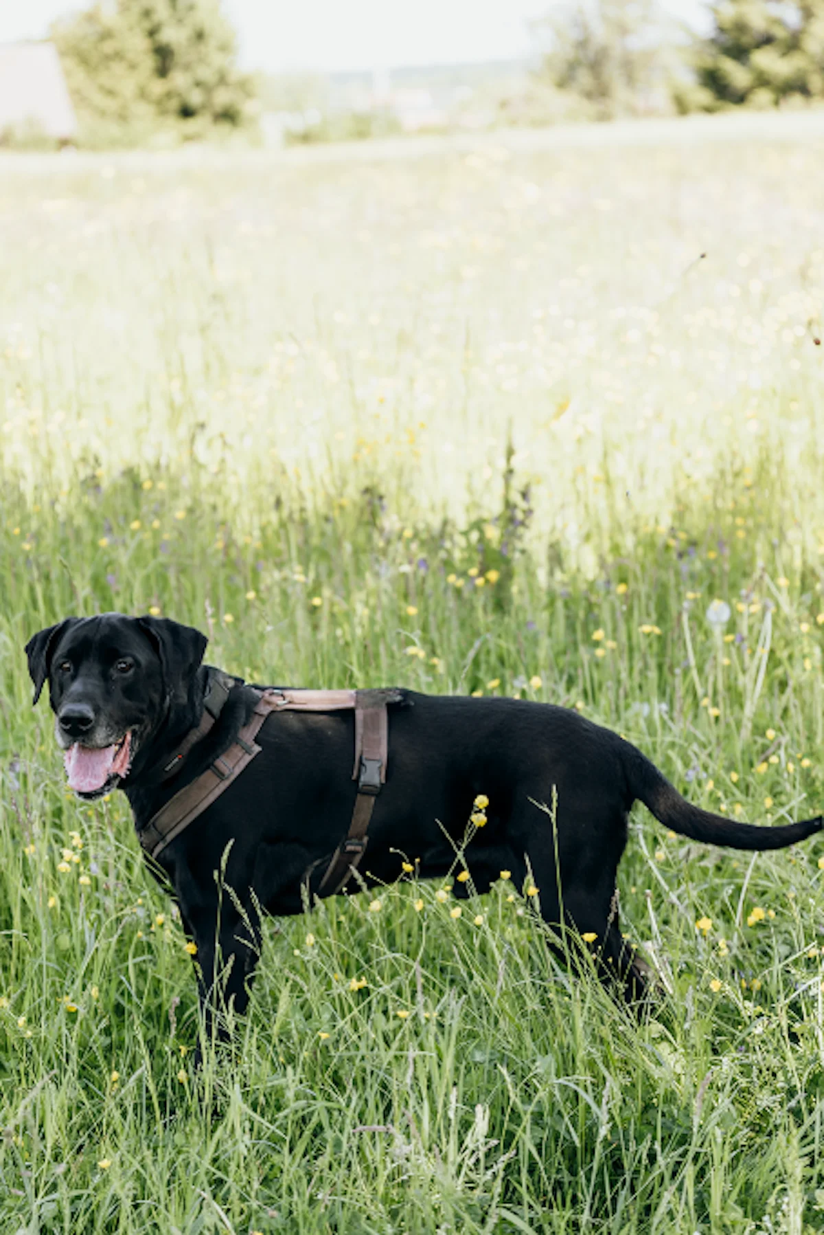 Mannie - Labrador-Doggen-Mischling im Tierheim Pforzheim