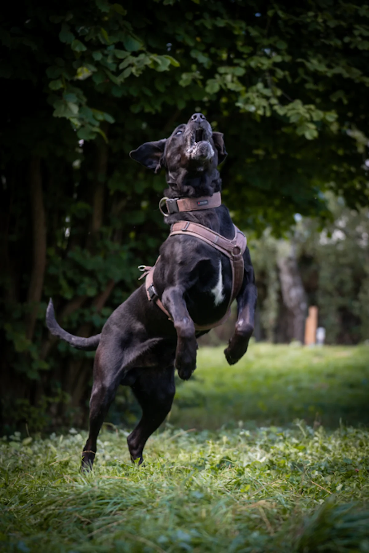 Mannie - Labrador-Doggen-Mischling im Tierheim Pforzheim