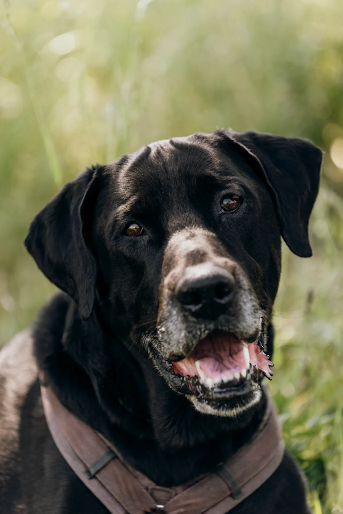 Mannie - Labrador-Doggen-Mischling im Tierheim Pforzheim