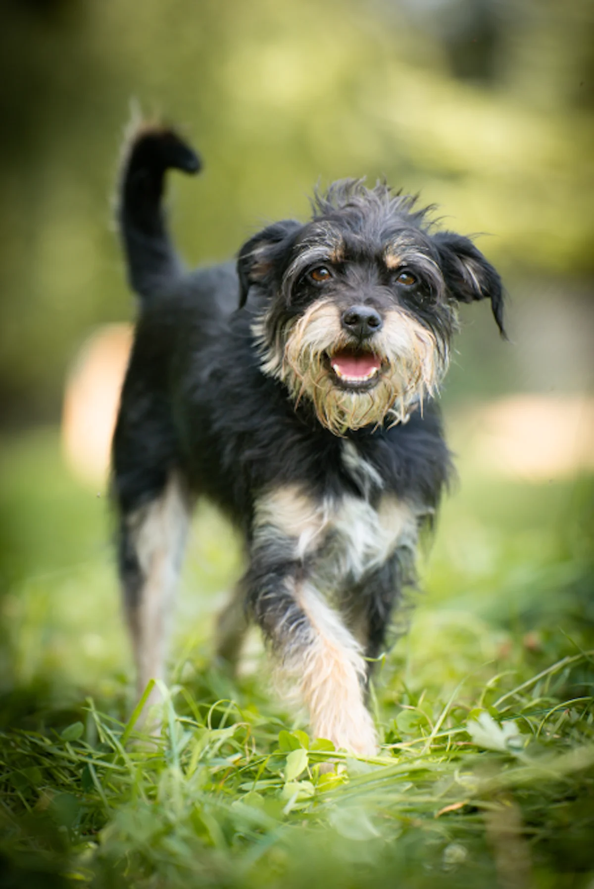 Oskar - Terrier-Mischling im Tierheim Pforzheim